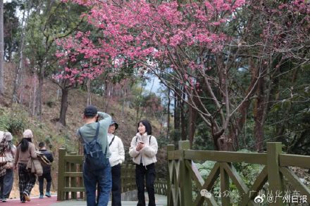 广州流溪河公园樱花盛放