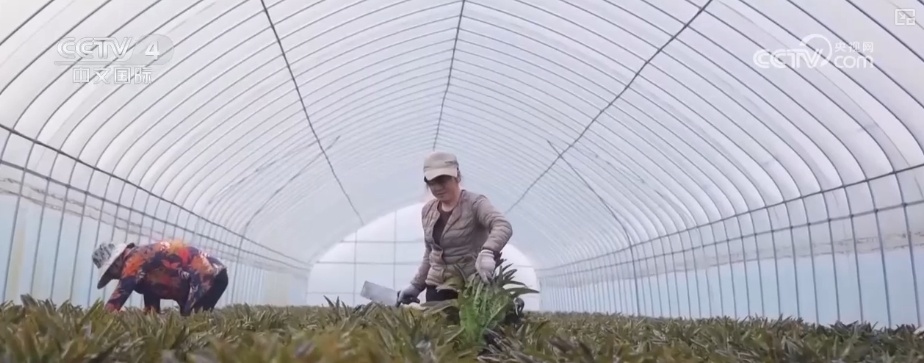 各地“菜篮子”“米袋子”“果盘子”货丰价稳 百姓欢乐祥和过大年