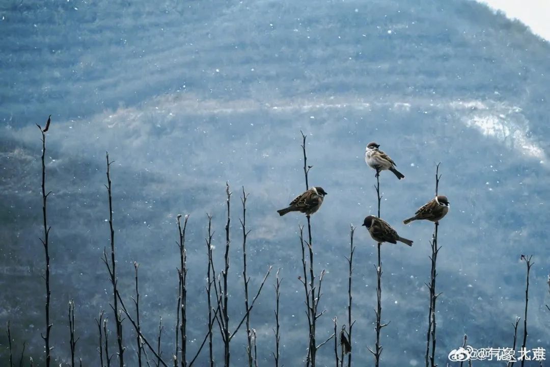 二月第一天，北京下雪了！