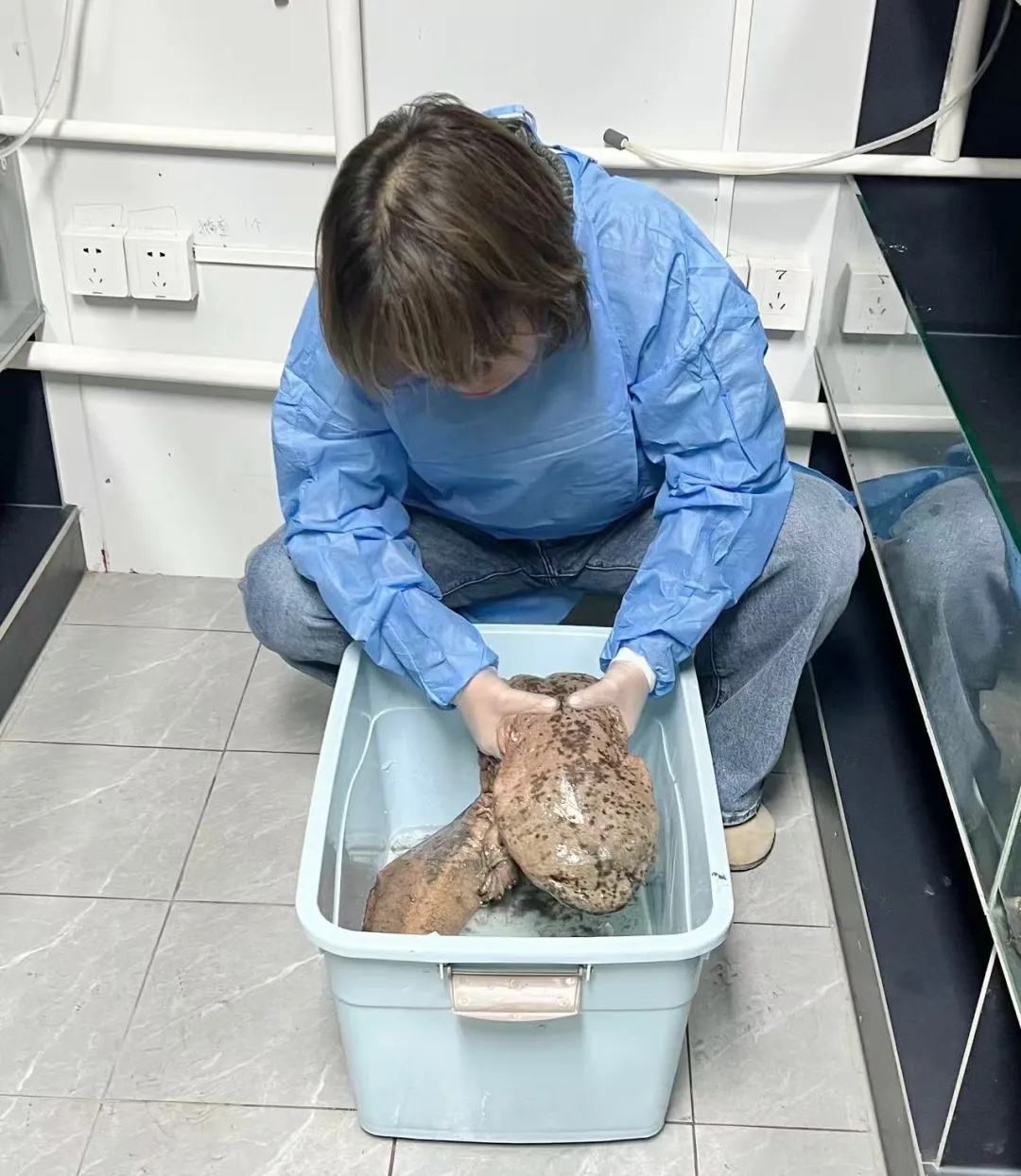 上海市民报警!突然发现“怪鱼”:长1米,还有脚……一查身份不一般 上海市民报警!突然发现“怪鱼”:长1米,还有脚……一查身份不一般