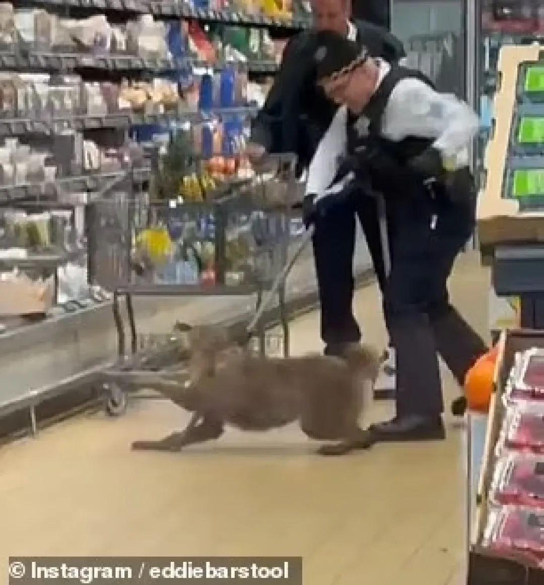 美国超市冷藏柜拉出一只活狼，在场顾客惊呆了