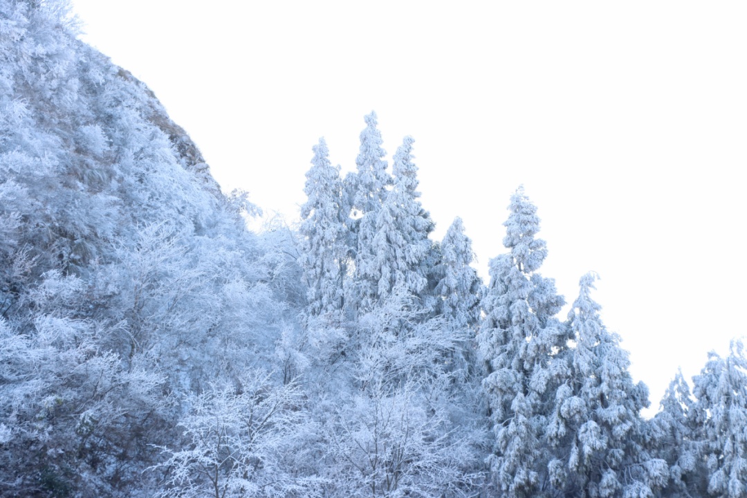 900公里开了18个小时！浙江多个高速口关闭、限流…这些地方下雪了