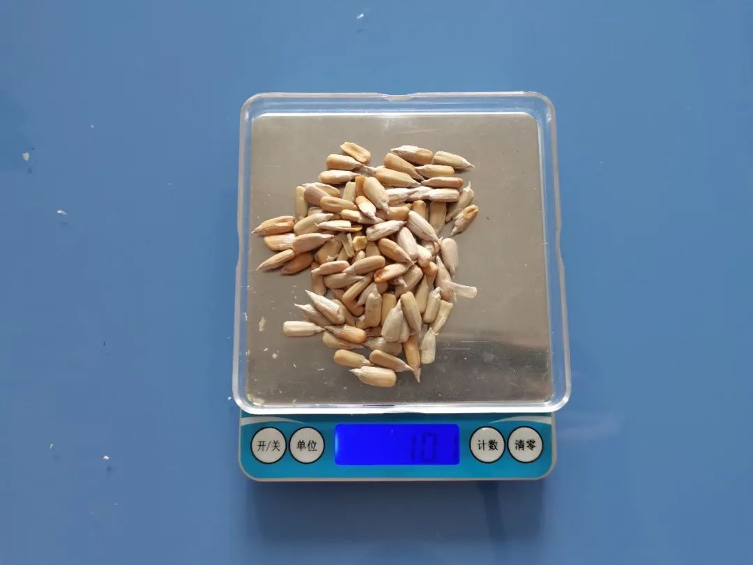 这种瓜子有毒还致癌，吃到了立马吐出来！