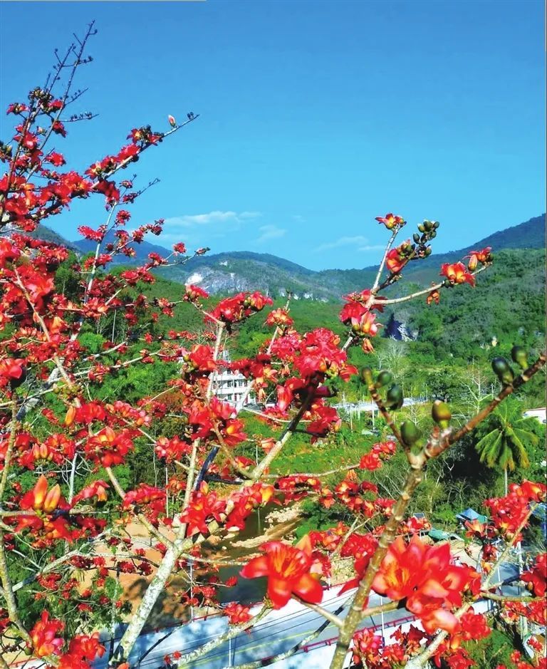 今日立春，打开海南春天的正确方式→