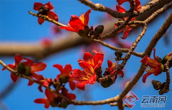 云南人的春天，从舌尖开启