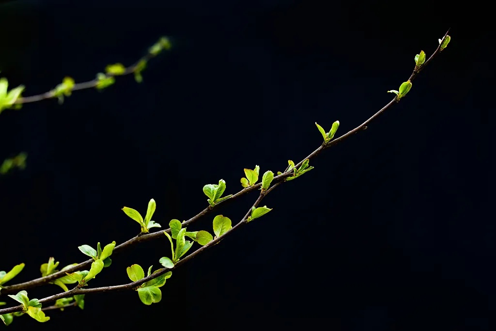 今日立春，要做这些事！
