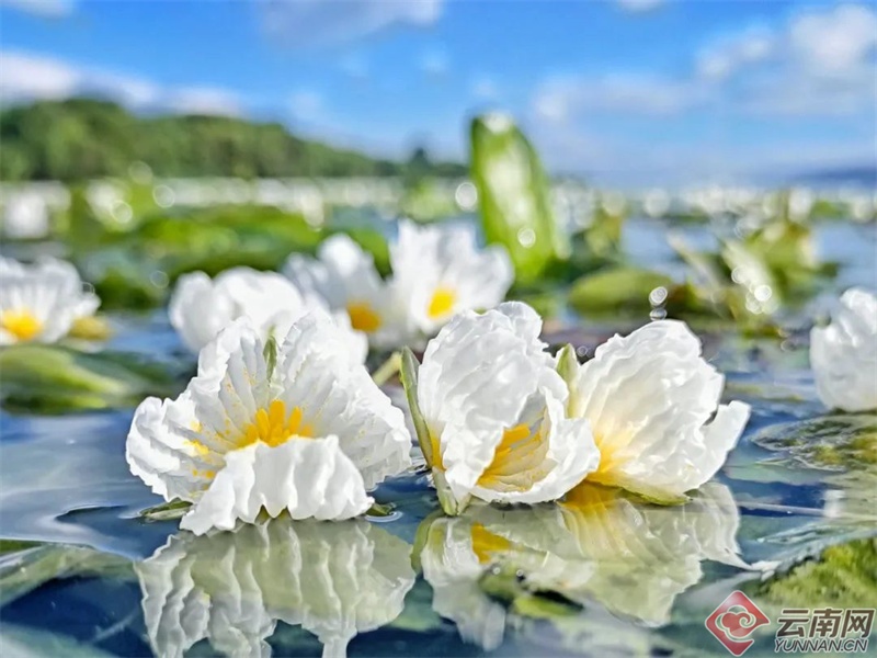 云南人的春天，从舌尖开启