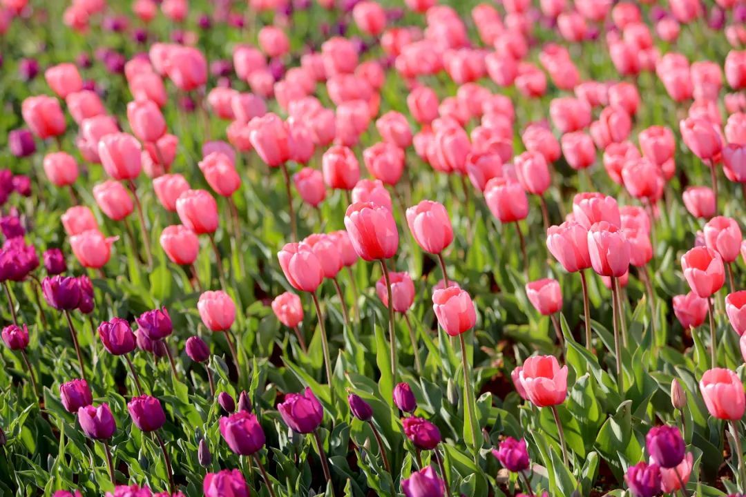 云南人的春天，从舌尖开启