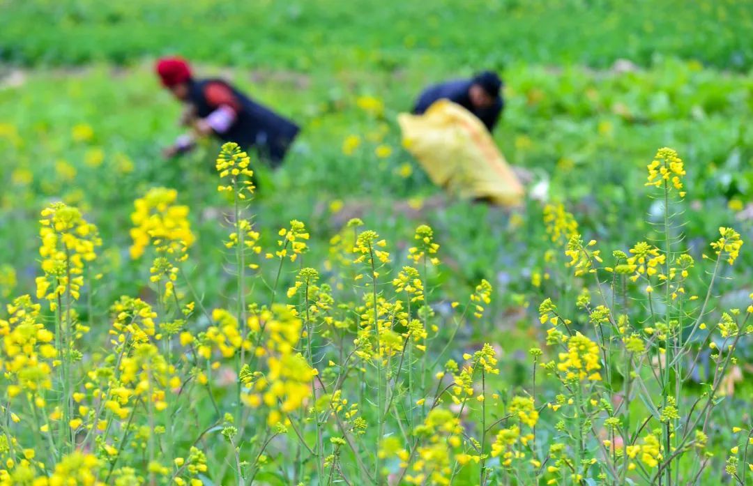 今日立春，要做这些事！