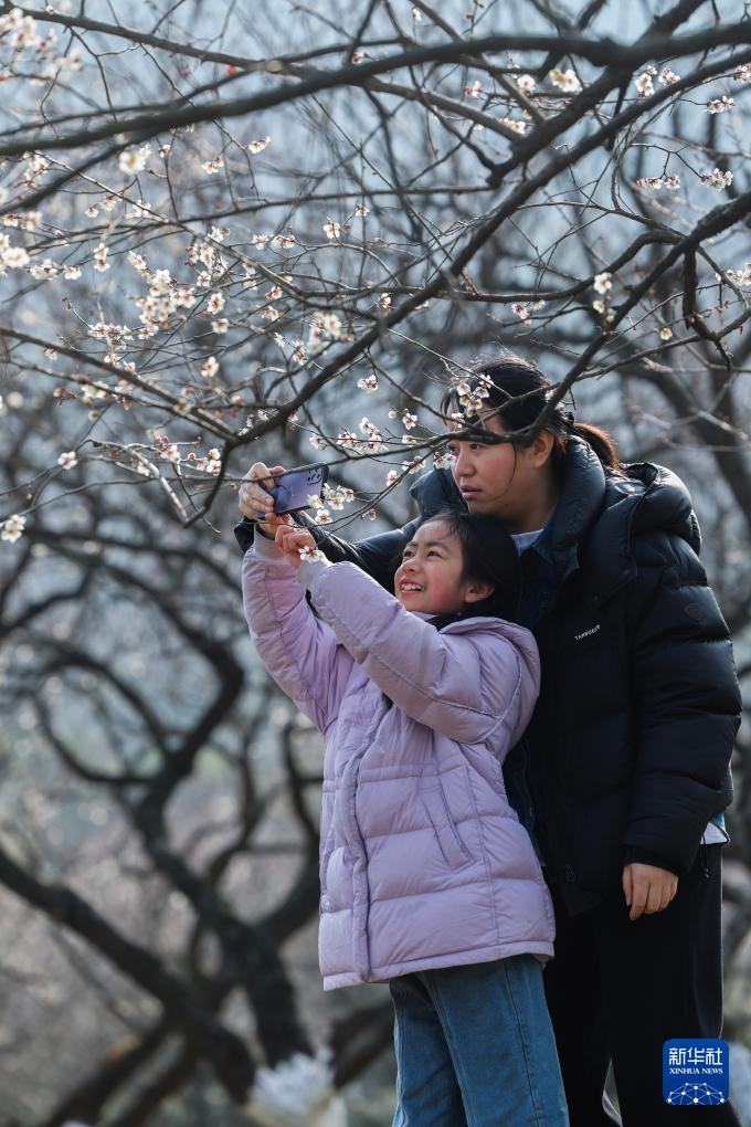 十里梅花香雪海 万株鲜花迎立春