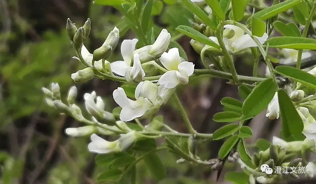 云南人的春天，从舌尖开启