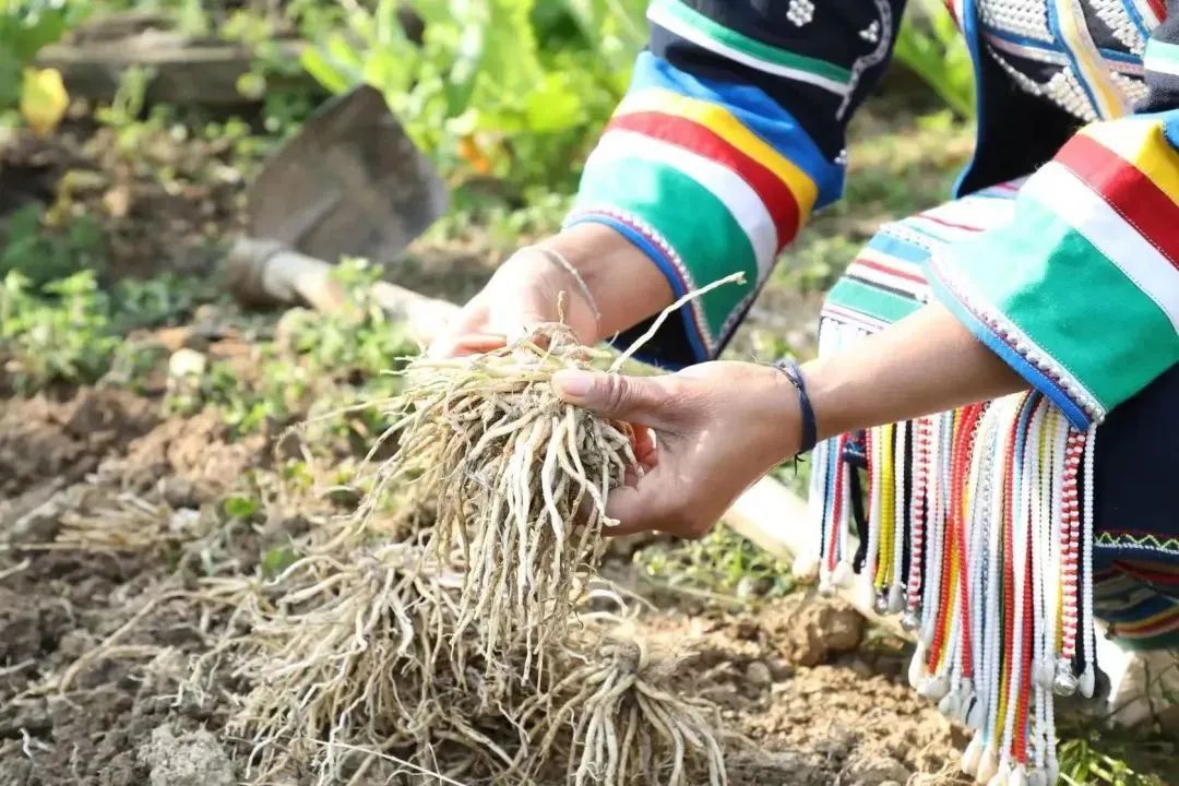 云南人的春天，从舌尖开启