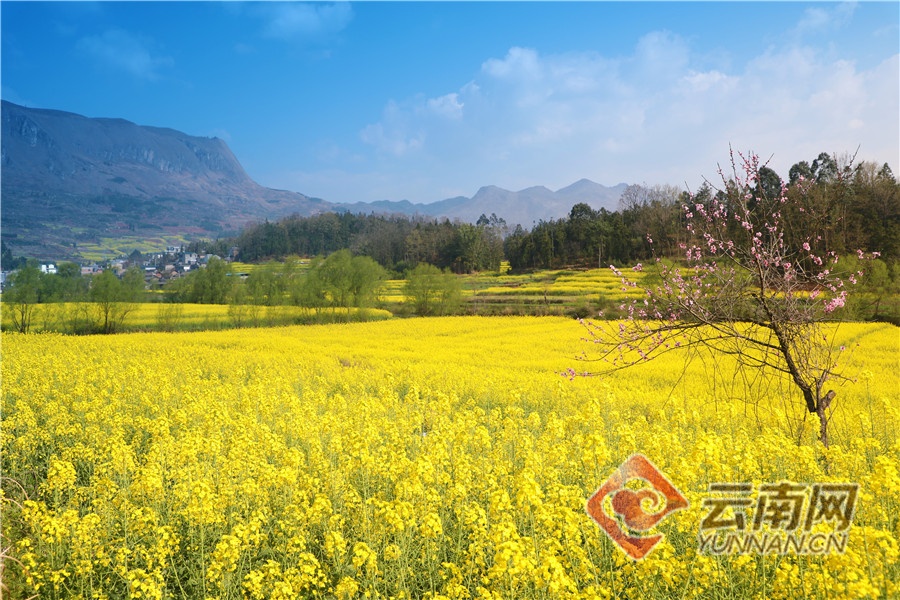 云南人的春天，从舌尖开启