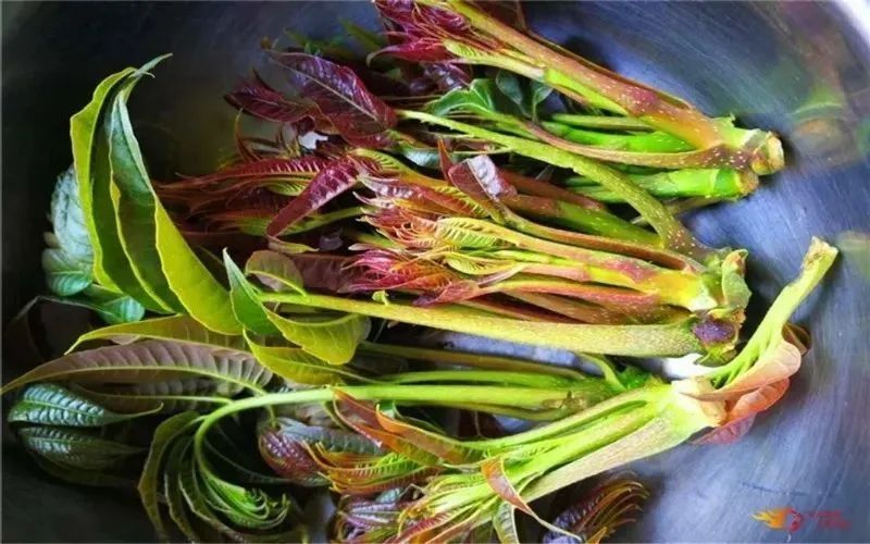 云南人的春天，从舌尖开启