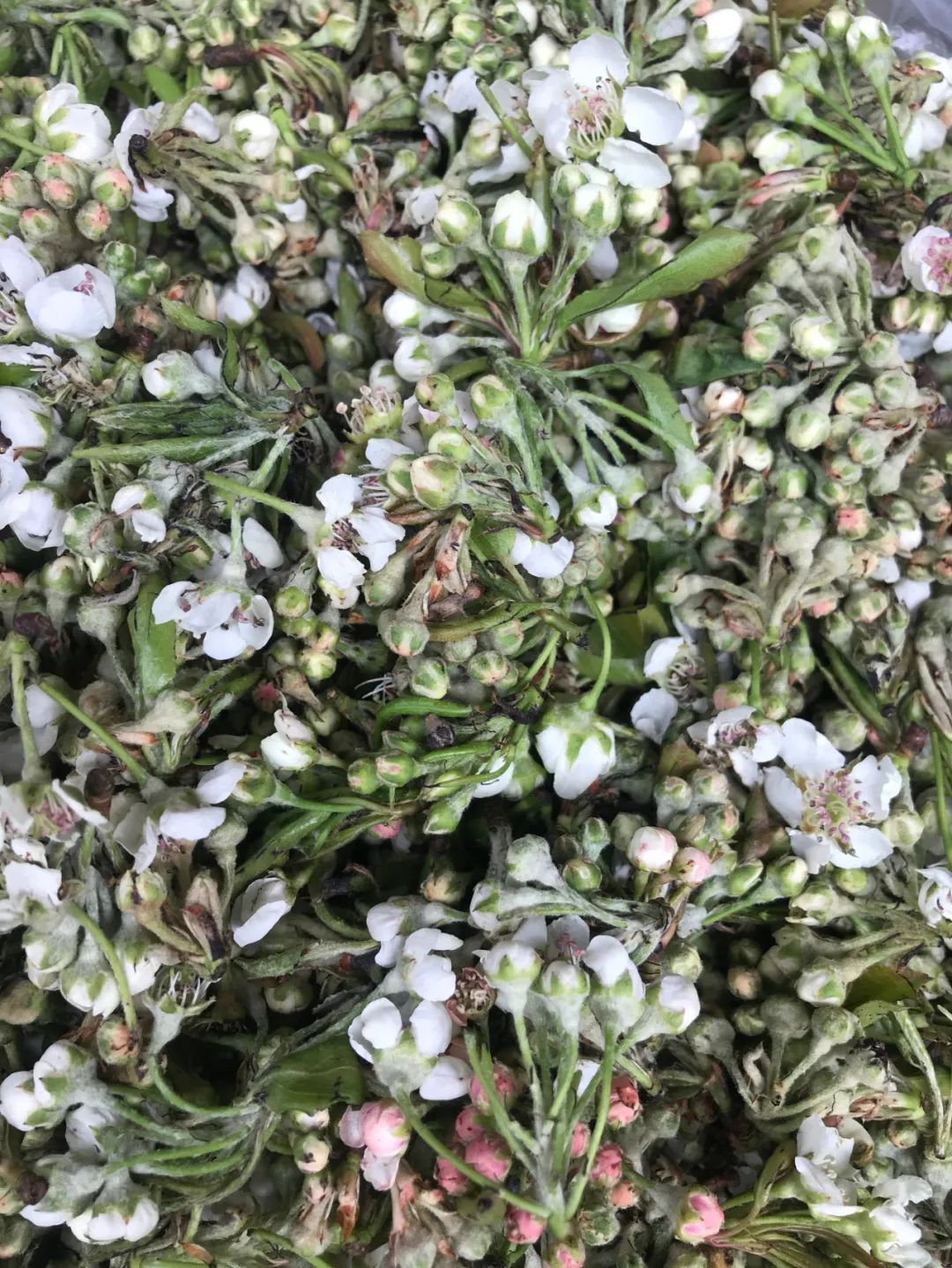 云南人的春天，从舌尖开启