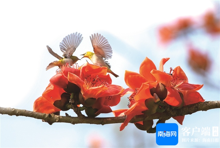 今日立春，打开海南春天的正确方式→