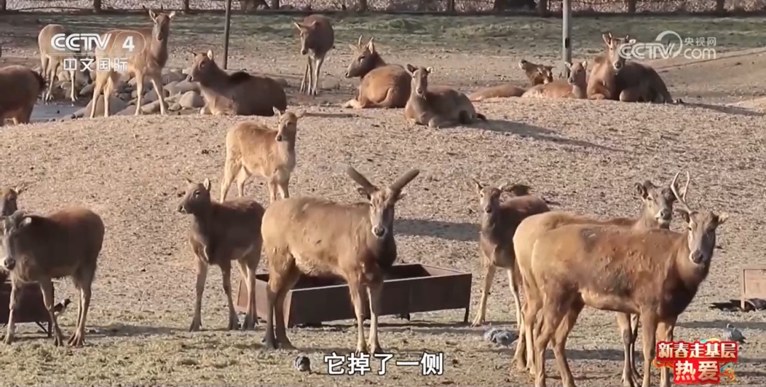 麋鹿与它们的守护者