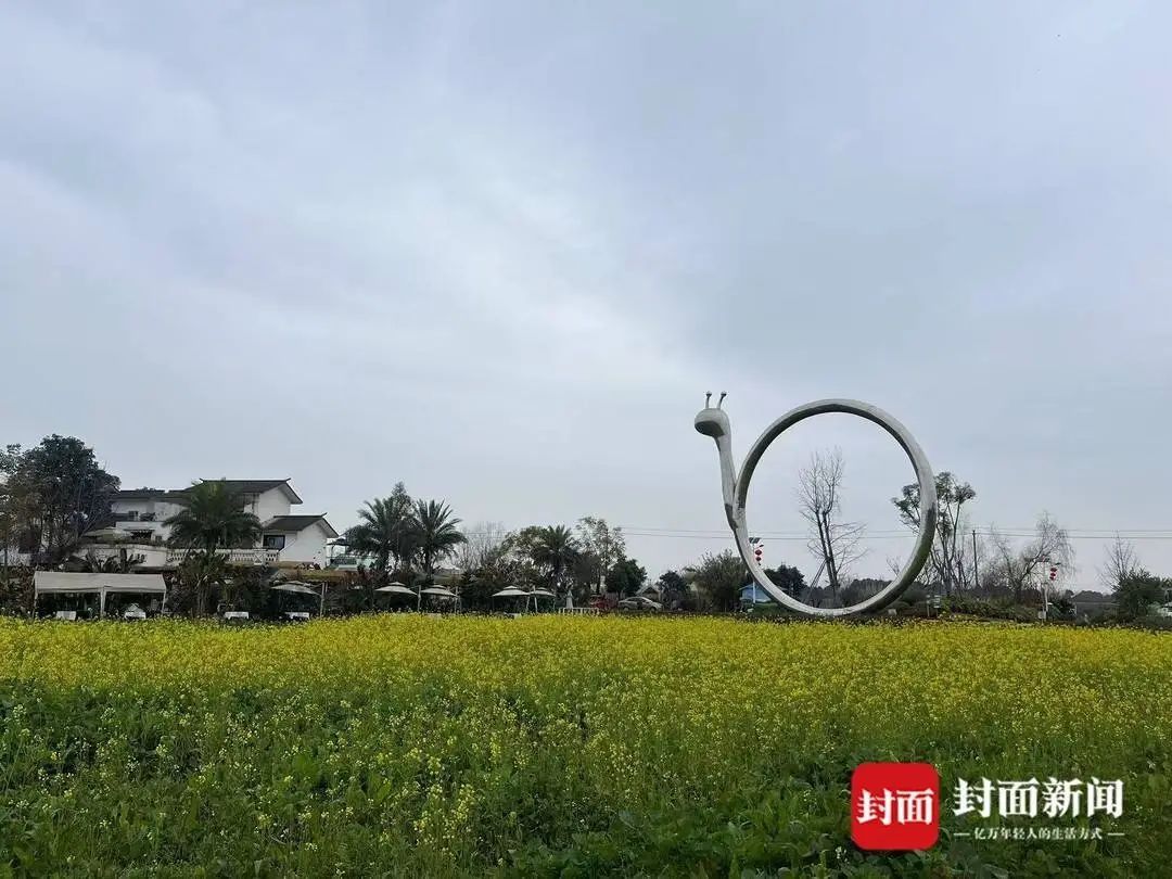 成都有油菜花提前开了，天气原因？专家：大部分是野油菜