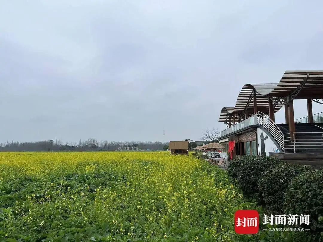 成都有油菜花提前开了，天气原因？专家：大部分是野油菜