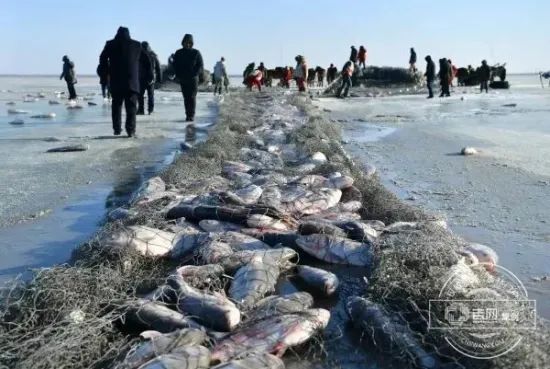 新发路观察+|吉林“冰雪+”文章,为啥越写越精彩? 新发路观察+|吉林“冰雪+”文章,为啥越写越精彩?