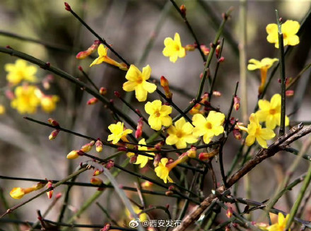 古城墙下 迎春花开