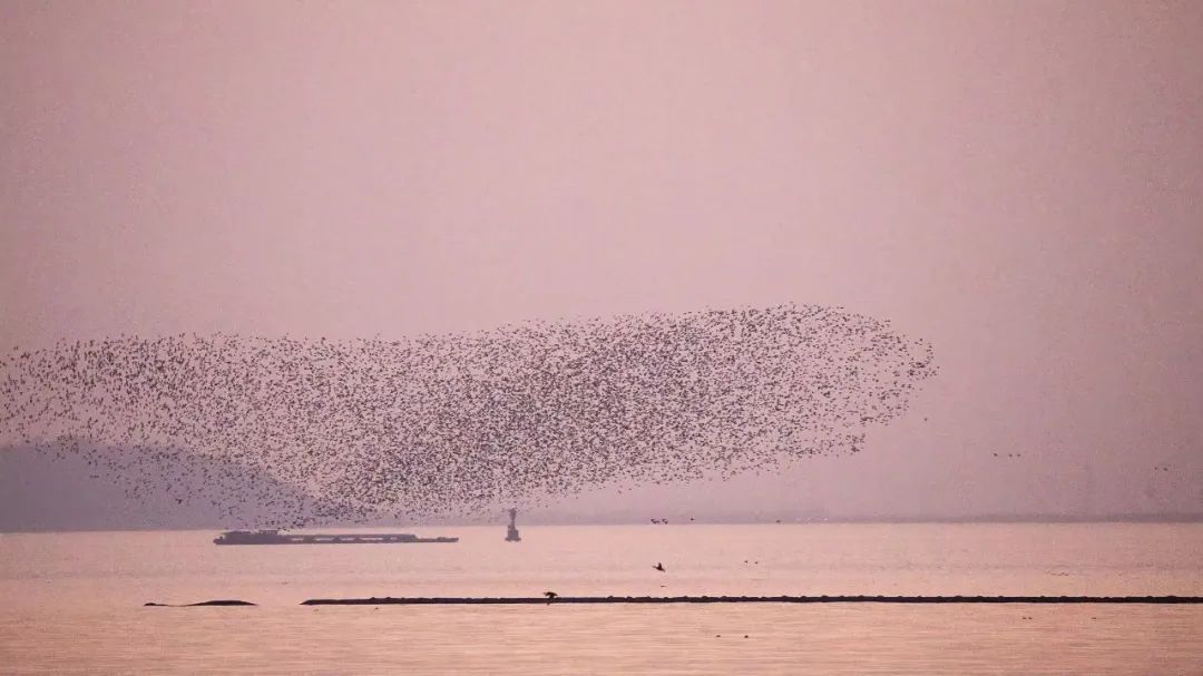 奇观!现实版“大鱼海棠”,在合肥拍下 奇观!现实版“大鱼海棠”,在合肥拍下