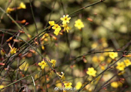 古城墙下 迎春花开