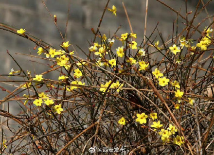 古城墙下 迎春花开