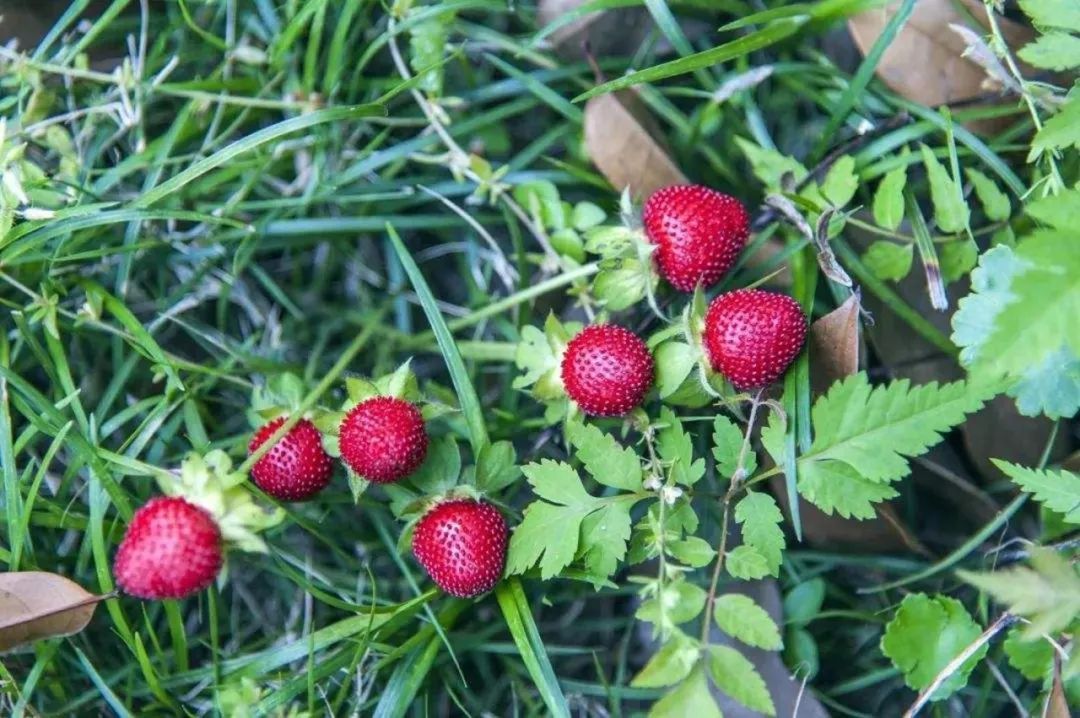 蛇年好奇问！“蛇”也能开花结果吗？其实是……