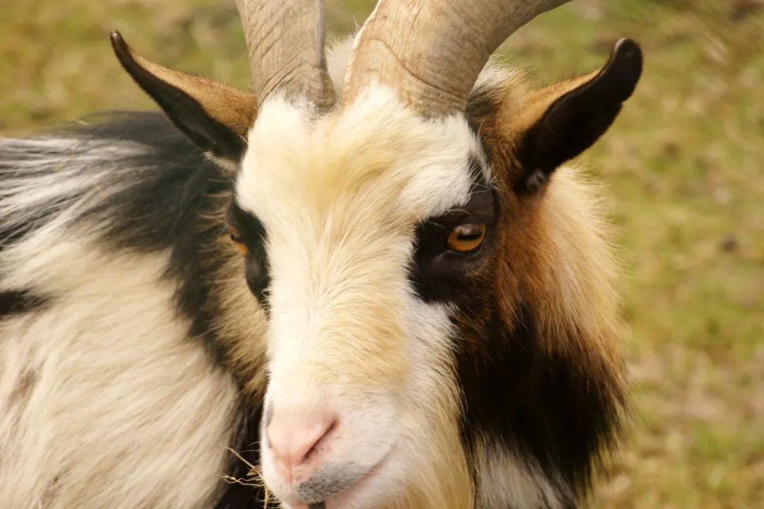 蛇年好奇问!蛇眼中的世界是什么样的? 蛇年好奇问!蛇眼中的世界是什么样的?