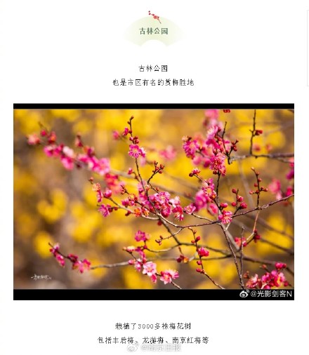 好消息！南京梅花开成这样啦~