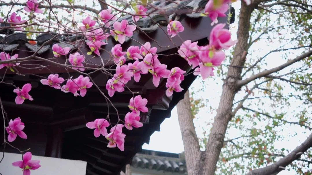 科技中轴｜二十四节气花信风系列之立春