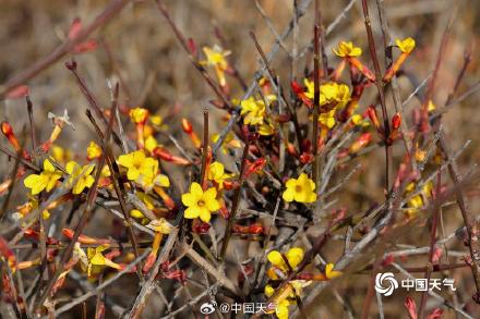 春的气息悄悄萌动 河南汝州迎春花开
