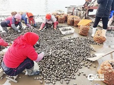 天越冷，越肥美！青岛这种“海货”抢鲜上市，码头上装了一袋又一袋……