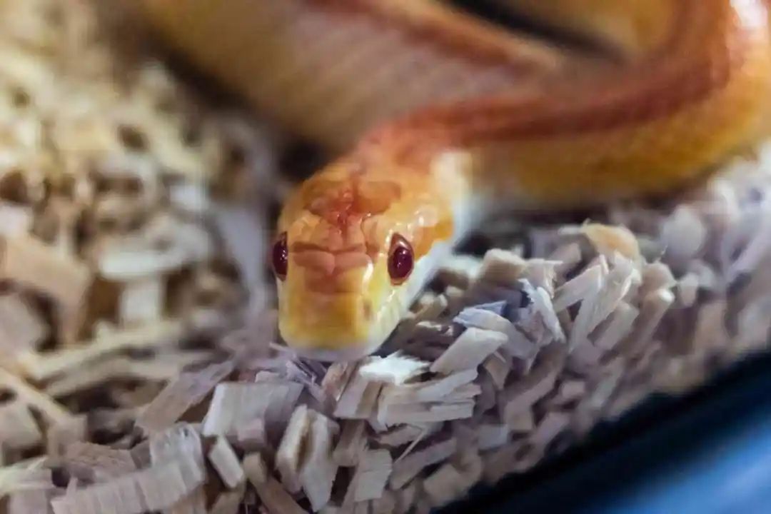 蛇年好奇问!蛇眼中的世界是什么样的? 蛇年好奇问!蛇眼中的世界是什么样的?