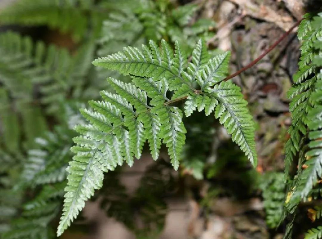 蛇年好奇问！“蛇”也能开花结果吗？其实是……