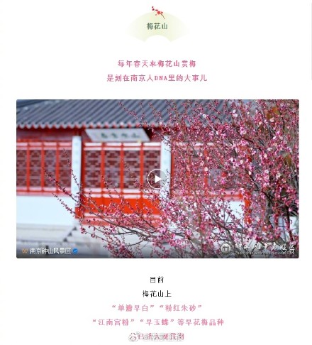 好消息！南京梅花开成这样啦~