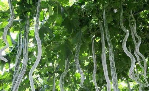 蛇年好奇问！“蛇”也能开花结果吗？其实是……