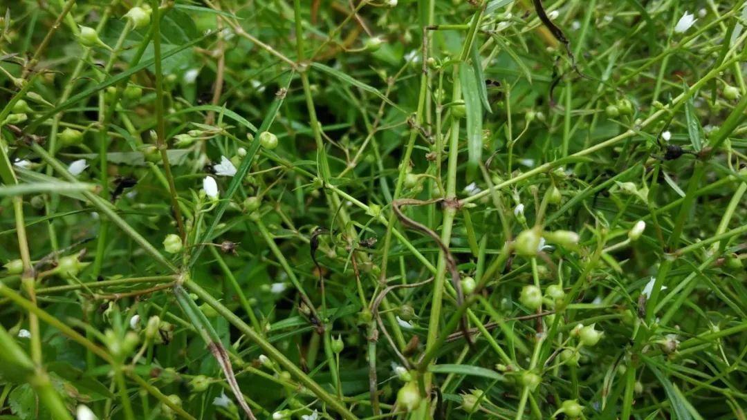 蛇年好奇问！“蛇”也能开花结果吗？其实是……