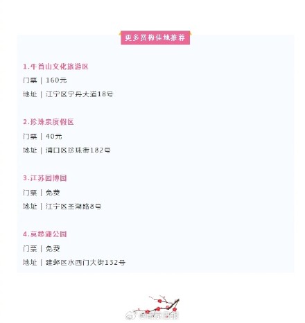 好消息！南京梅花开成这样啦~