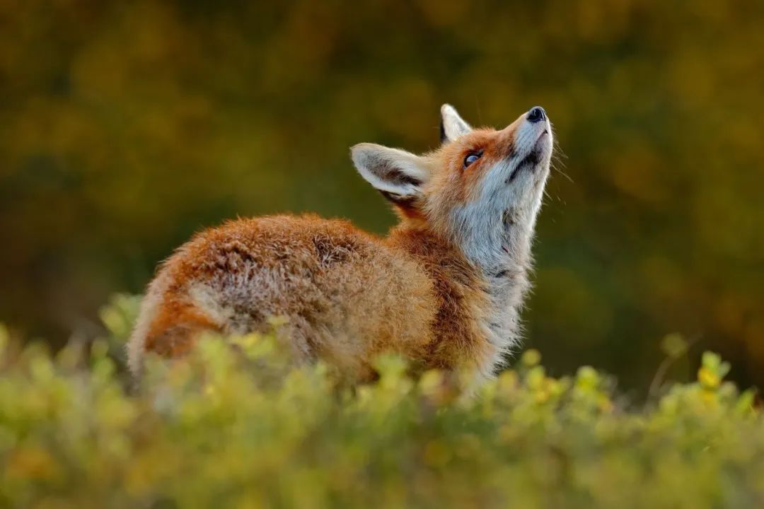 蛇年好奇问！世界上有哪些蛇“打不过”的动物？