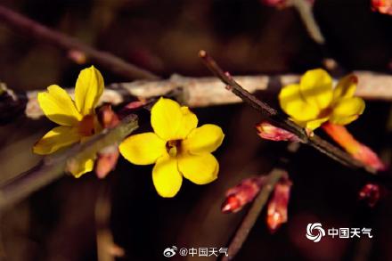春的气息悄悄萌动 河南汝州迎春花开