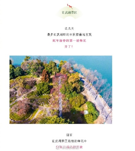 好消息！南京梅花开成这样啦~