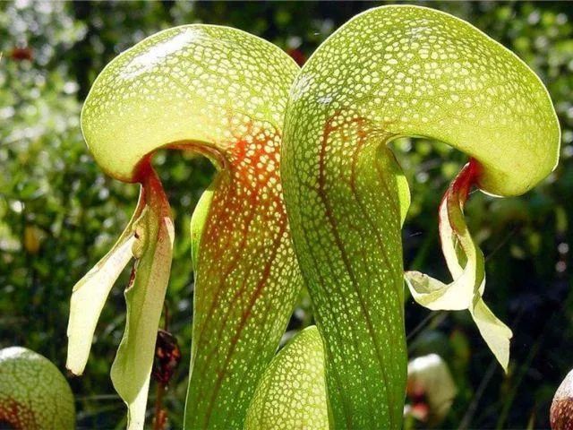 蛇年好奇问！“蛇”也能开花结果吗？其实是……