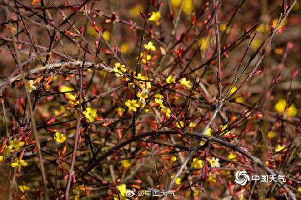 春的气息悄悄萌动 河南汝州迎春花开