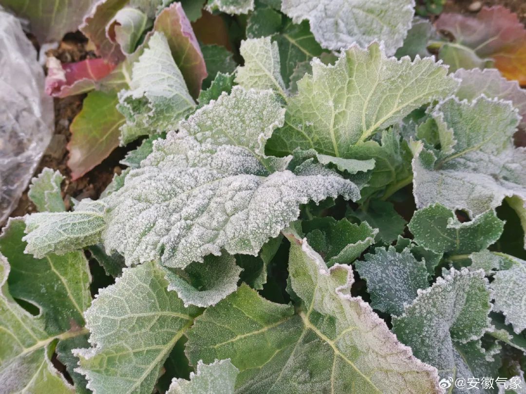 “合肥好大的风!” 安徽经历今冬罕见“冰日” “合肥好大的风!” 安徽经历今冬罕见“冰日”