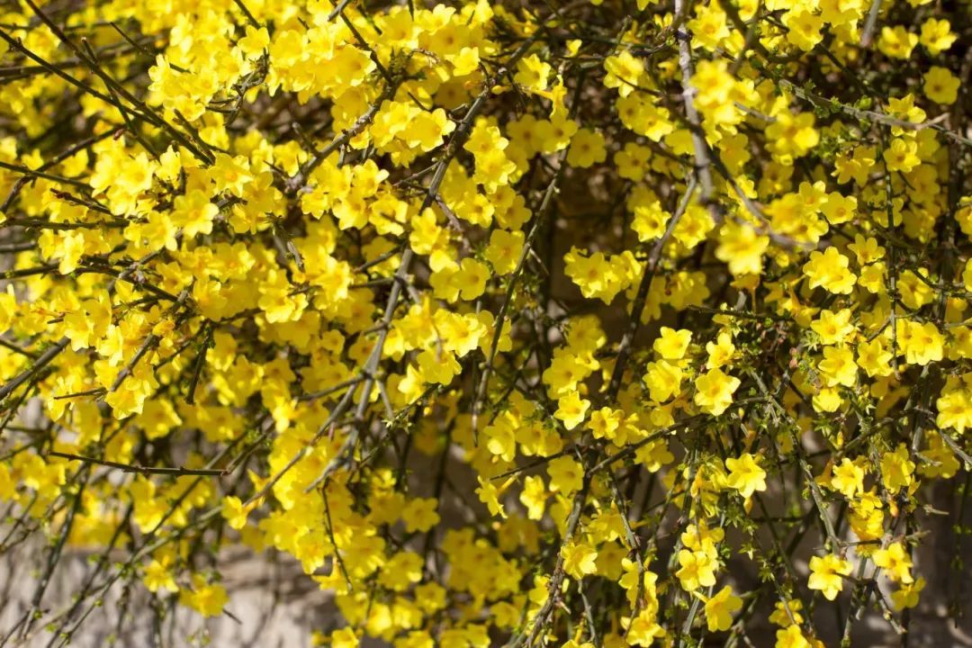 科技中轴｜二十四节气花信风系列之立春