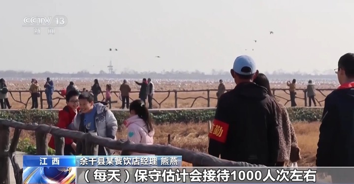 南北观鸟“战况”太火热！鄱阳湖白鹤PK荣成大天鹅