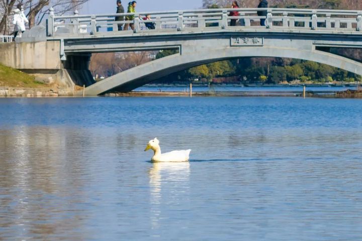 “鸡同鸭桨”！快看玄武湖上，这是什么造型啊？