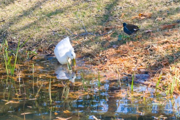 “鸡同鸭桨”！快看玄武湖上，这是什么造型啊？